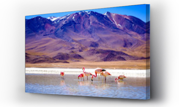 Wizualizacja Obrazu : #269178350 Piękne flamingi na słonecznej lagunie w górzystej Boliwii