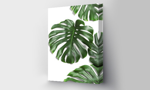 Wizualizacja Obrazu : #270451494 Green fresh monstera leaves on white background, top view. Tropical plant
