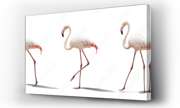 Wizualizacja Obrazu : #270589607 beautiful pink flamingo posing. isolated on white background