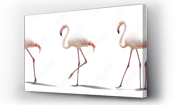flamingi