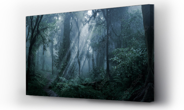 Wizualizacja Obrazu : #271050300 Głęboki las tropikalny w ciemności