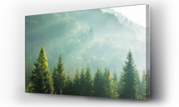 Wizualizacja Obrazu : #271144907 świerkowe korony drzew na mglisty poranek. wspaniałe tło przyrody z promieniami słonecznymi przebijającymi się przez mgłę. jasna słoneczna atmosfera