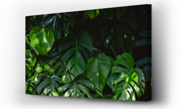 Wizualizacja Obrazu : #271534809 Tropical green monstera leaves in jungle