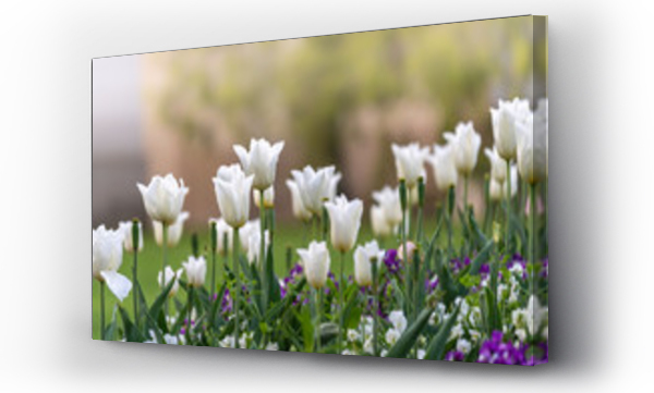 Białe tulipany, Kwiaty, wiosna