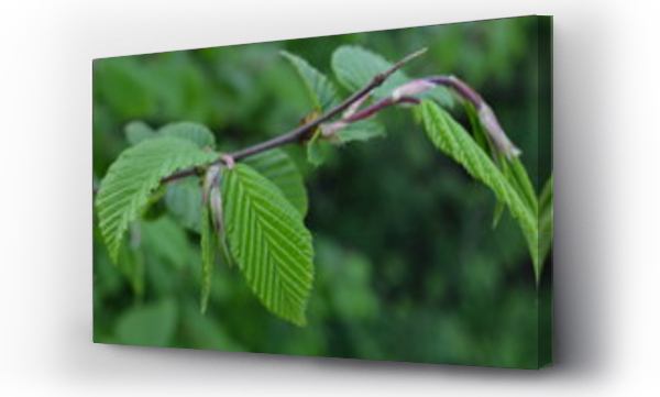 Wizualizacja Obrazu : #272124691 Leszczyna pospolita, Corylus avellana , delikatne p?dy wczesn? wiosn?