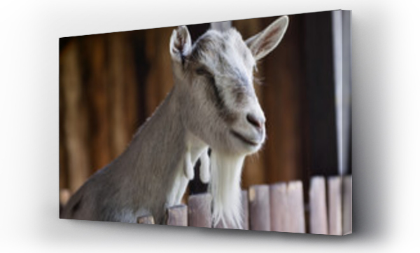 Wizualizacja Obrazu : #27234689 koza