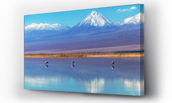 flamingi, pink floyd