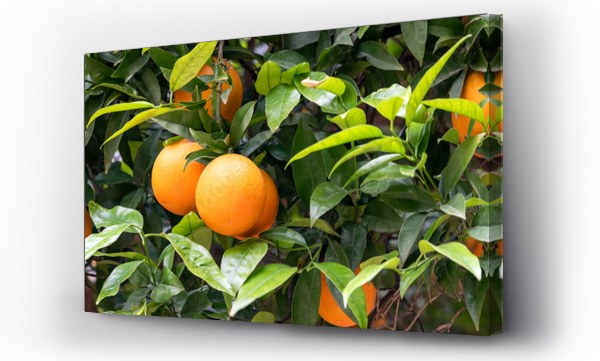 owoce pomarańczy na drzewach