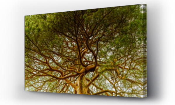 Wizualizacja Obrazu : #272829698 Drzewo, drzewa, z ?abiej perspektywy, korona, ga??zie, ?odygi, iglaste, z do?u, sosna, norweska