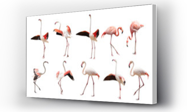 Wizualizacja Obrazu : #273112121 duży zestaw flamingów odizolowane na białym tle w różnych pozach