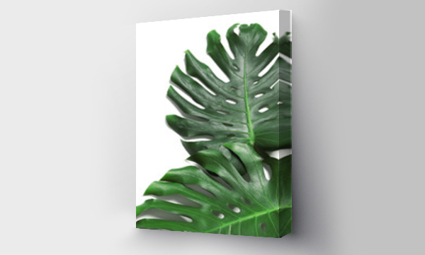 Wizualizacja Obrazu : #273554551 Green fresh monstera leaves on white background, top view. Tropical plant