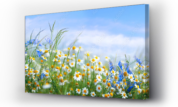 flowers, Laka, lato, natura, Stokrotki, Zioła, łąki