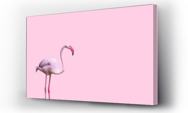 flaming na białym tle