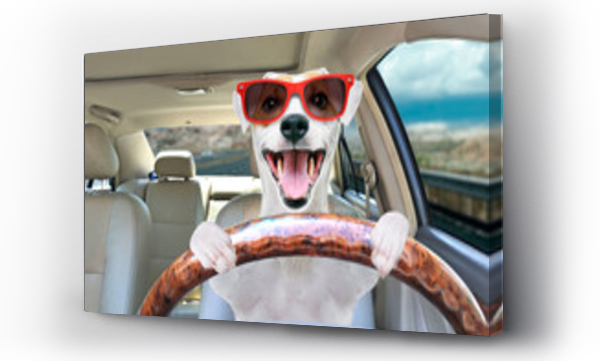 Portret zabawnego psa Jack Russell Terrier w okularach przeciwsłonecznych za kierownicą samochodu