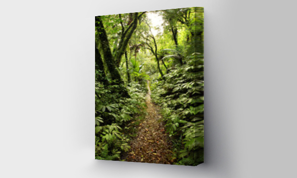 Wizualizacja Obrazu : #27439534 Trail in tropical forest jungle