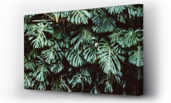 Wizualizacja Obrazu : #275541519 Tropical green leaves background, Monstera Deliciosa leaf on wall with dark toning, jungle pattern concept background, close up. Green leaves of Monstera philodendron plant growing in wild.