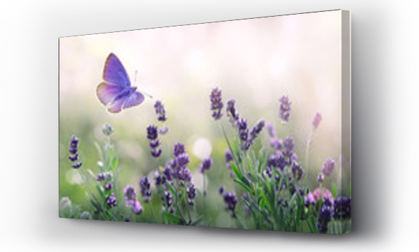 Fioletowy kwitnąca lawenda i latający motyl w przyrodzie.