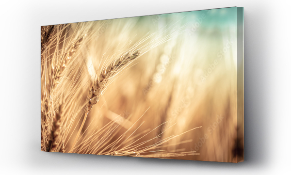 charakter, natura, pszenica, ziarna