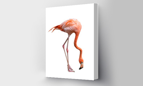 Wizualizacja Obrazu : #276820913 american flamingo bird (Phoenicopterus ruber) isolated on white
