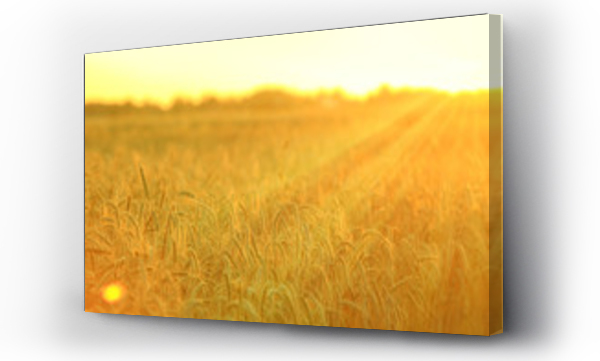 Krajobrazy, pola zbóż, złote