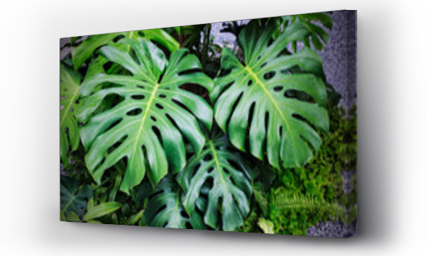 monstera