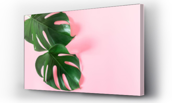 Lato koncepcja. Zielone liście monstera na różowym tle. Flat lay, widok z góry, kopiowanie przestrzeni