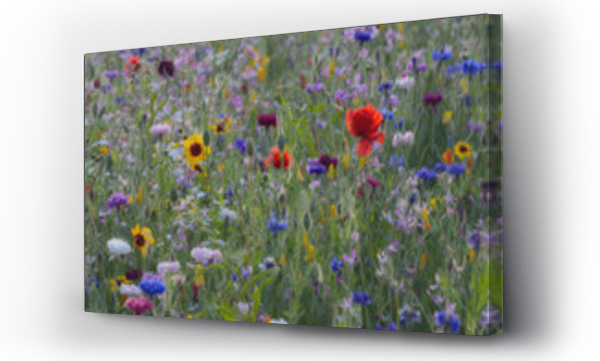 Kwiaty, Maki i chabry, pejzaż, uśmiech, łąka, Łąka kwiaty