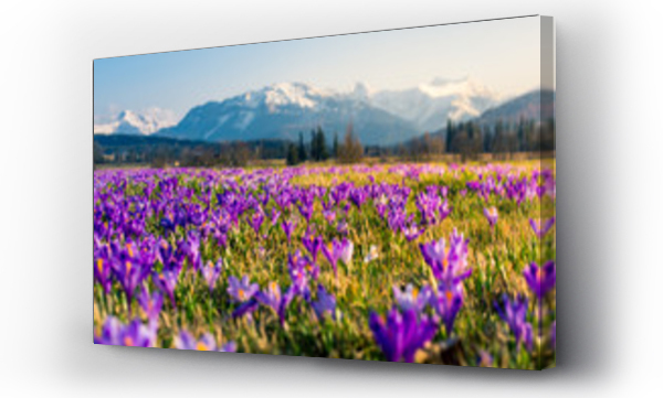 góra, góry, krajobraz, krokus, kwiat, Tatry, tatry lato