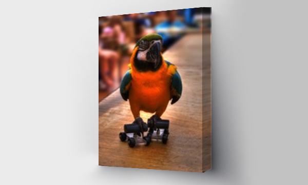 Wizualizacja Obrazu : #27941231 papuga na wrotkach