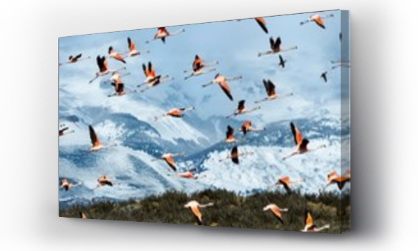 Wizualizacja Obrazu : #280622669 Flock of Chilean Flamingos flying in air