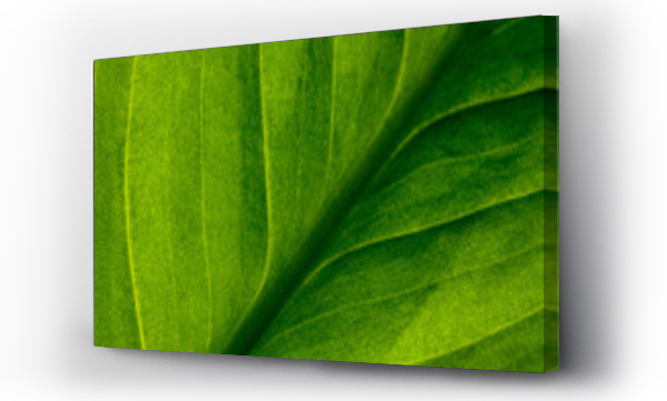 green, natura, zieleń