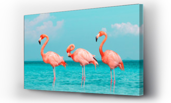 Wizualizacja Obrazu : #281362312 Vintage and retro collage photo of  flamingos standing in clear blue sea with sunny sky summer season with cloud.