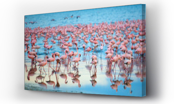 afryka flamingi, flamingi