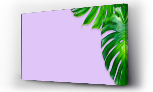 Wizualizacja Obrazu : #283218488 monstera leaves isolated on purple color background