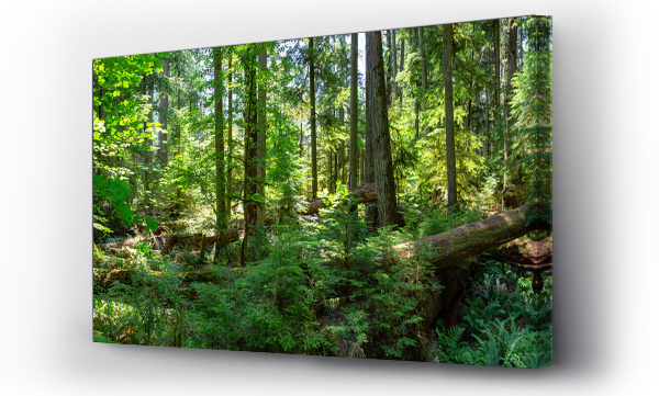 Piękny widok na las deszczowy podczas słonecznego, letniego dnia. Zrobione w MacMillan Provincial Park, Wyspa Vancouver, Kolumbia Brytyjska, Kanada.