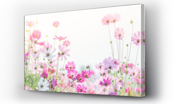 Wizualizacja Obrazu : #284648715 Soft, selective focus of Cosmos, blurry flower for background, colorful plants