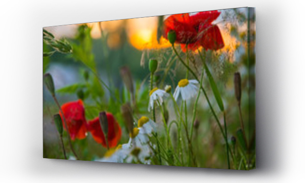 Kwiaty, Kwiaty polne, polne kwiaty