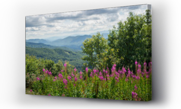 góry, góry fiolet, Kwiaty