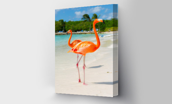 Wizualizacja Obrazu : #287398471 Pink flamingo on the beach from Aruba