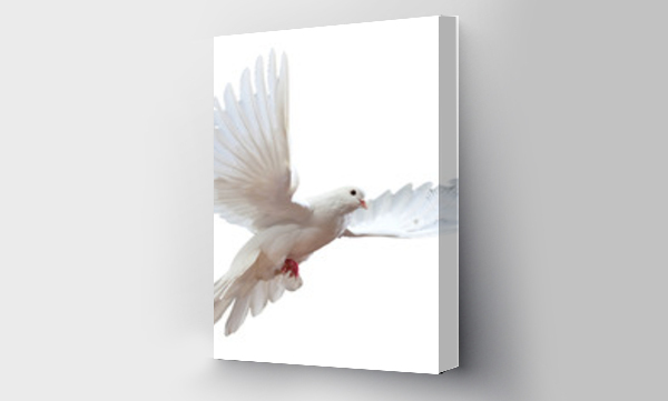 Wizualizacja Obrazu : #287708344 free flying white dove isolated on a white background