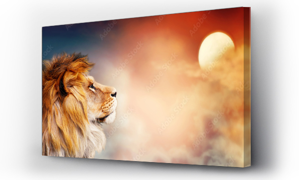 Afrykańskie lwy i zachód słońca w Afryce. Savannah temat krajobrazu, król zwierząt. Spektakularne ciepłe światło słoneczne i dramatyczne czerwone zachmurzone niebo. Dumny marzycielski fantazji leo w sawannie patrząc do przodu.