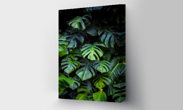 Wizualizacja Obrazu : #288700166 Zielone liście Monstera philodendron, roślina rośnie w ogrodzie botanicznym, tropikalnych roślin leśnych, wiecznie zielone pnącza abstrakcyjne tło.