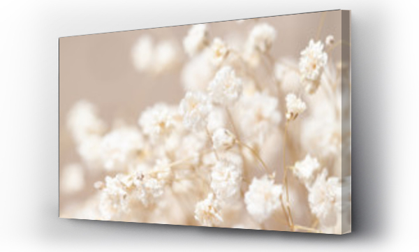 Gypsophila suche małe białe kwiaty światło makro