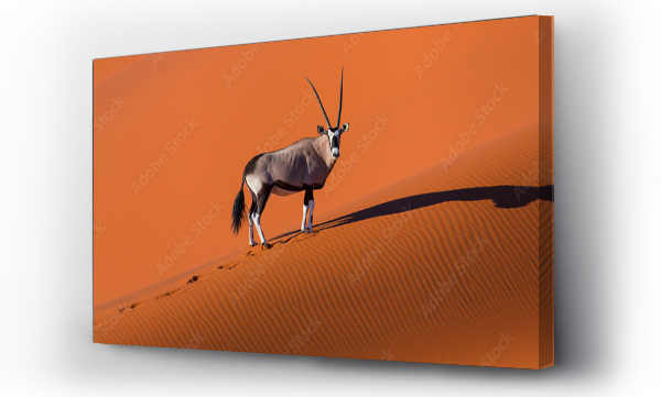 Gemsbok lub gemsbuck (Oryx gazella), pustynia Namib, Namibia, Afryka