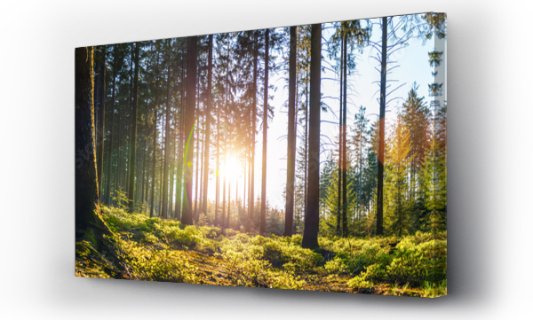 Wizualizacja Obrazu : #290524025 Cichy las na wiosnę z pięknymi, jasnymi promieniami słońca