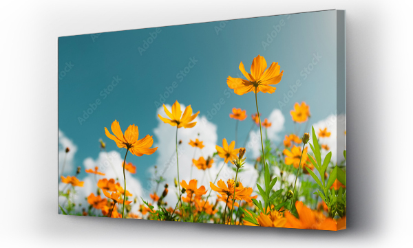 Wizualizacja Obrazu : #290663255 żółty kwiat kosmos kwitnie z słońca i błękitne niebo tło