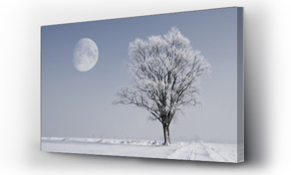 drzewo, drzewo niebo