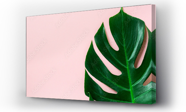 Wizualizacja Obrazu : #290895674 Tropical palm leaf of monstera on pink background with copy space. Flat lay. Top view. Summer or spring nature concept.