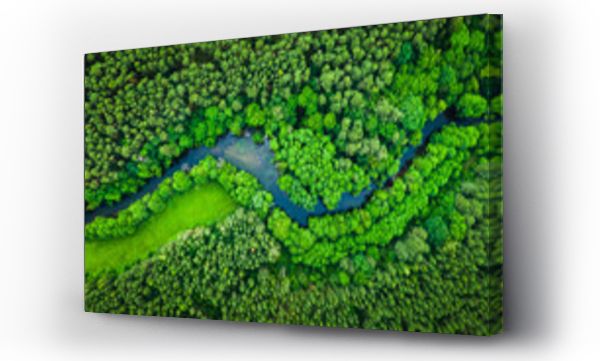 Rzeka i zielony las w parku narodowym w Tucholi, widok z lotu ptaka