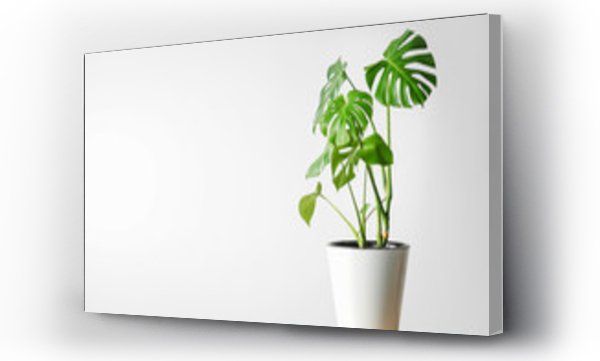 Wizualizacja Obrazu : #291899217 Beautiful monstera flower in a white pot stands on a wooden table on a white background. The concept of minimalism. Hipster scandinavian style room interior. Empty white wall and copy space.